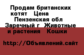 Продам британских котят › Цена ­ 1 500 - Пензенская обл., Заречный г. Животные и растения » Кошки   